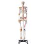Inimese skeleti mudel 182 cm, PVC, liikuvate liigeste ja sidemetega