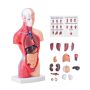 Human Torso Anatomy Model, 15 Parts, 11 Inch