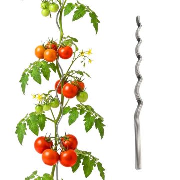 Tomatitoed Relaxdays, 20 tk