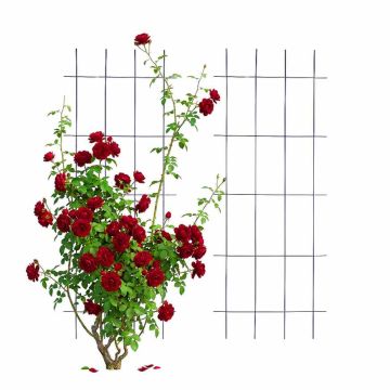 Kolmeleheline roosivõre Relaxdays 10053131_303, 2 tk, 115 × 45 × 0,5 cm